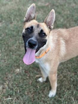 Rescue Cattle Dog Dogs for Adoption in Mansfield, Texas - Nell | PetCurious