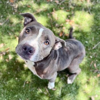 Begonia -  Mixed Breed Dog for Adoption in Milton, Florida - Begonia | PetCurious