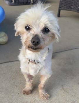 Maltese Dogs Available for Adoption in Brooklyn Center, Minnesota - Oliver | PetCurious