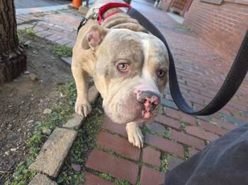 KOBA -  American Bulldog Dog for Adoption in Boston, Massachusetts - KOBA | PetCurious