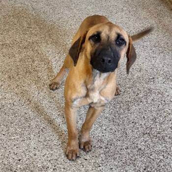 Rescue Hound Dogs for Adoption in Brownsboro, Alabama - Freddy | PetCurious