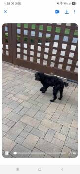 Labrador Retriever and Poodle Dogs Available for Adoption in Mesa, Arizona - Smokey | PetCurious
