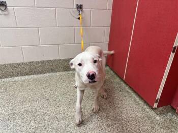 KING -  Pit Bull Terrier and Labrador Retriever Dog for Adoption in Colorado Springs, Colorado - KING | PetCurious