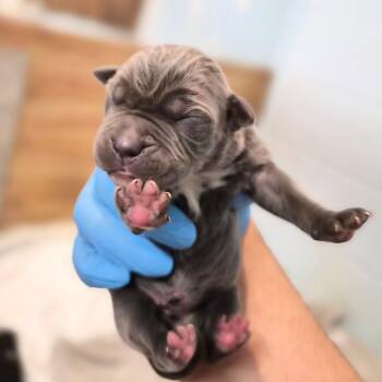 Frappuccino -  Cane Corso Dog for Adoption in Wahiawa, Hawaii - Frappuccino | PetCurious