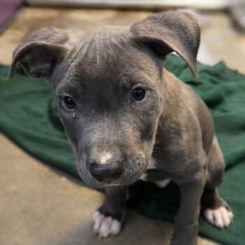 Pit Bull Terrier Dogs Available for Adoption - Dexter | PetCurious