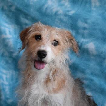 Norfolk Terrier Dogs Available for Adoption - Luna | PetCurious