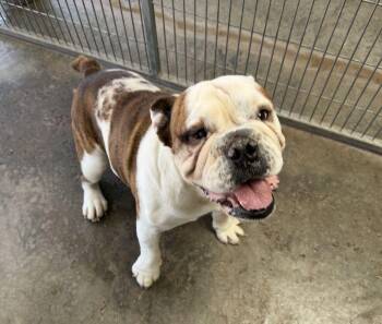 Bulldog Dogs Available for Adoption - Brutus | PetCurious