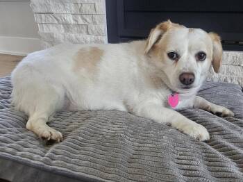 Bella Rae -  Dachshund and Terrier Dog Available for Adoption in Skyline, Minnesota - Bella Rae | PetCurious