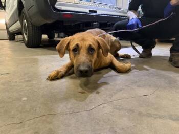 Mixed Breed Dogs Available for Adoption in Dallas, Texas - A1287268 | PetCurious