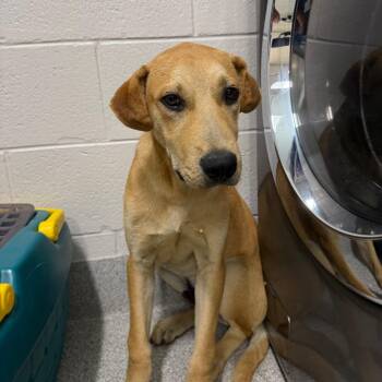 Mixed Breed Dogs Available for Adoption in Englewood, Florida - Sam | PetCurious