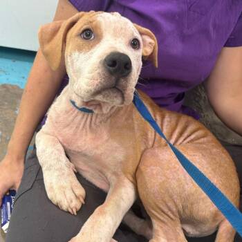Cinnamon -  Mixed Breed Dog for Adoption in Rocky Mount, Virginia - Cinnamon | PetCurious