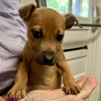 Prowler -  Mixed Breed Dog for Adoption in North Myrtle Beach, South Carolina - Prowler | PetCurious