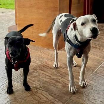 Pointer and Dachshund Dogs Available for Adoption - Beto And Pantera | PetCurious