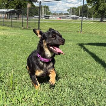 (Found) Cabo -  Chihuahua and Dachshund Dog for Adoption in Cabot, Arkansas - (Found) Cabo | PetCurious