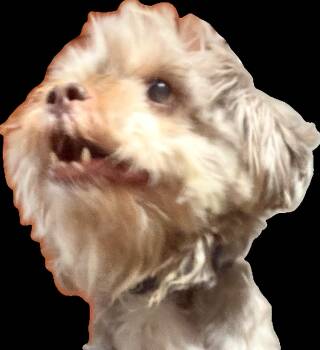 Rookie -  Shih Tzu Dog for Adoption in Phoenix, Arizona - Rookie | PetCurious