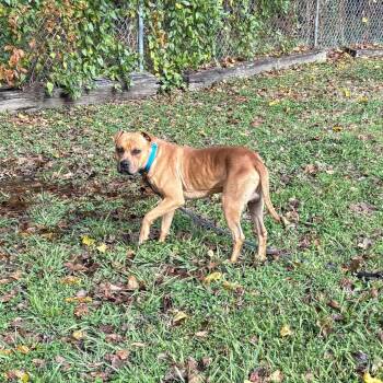 Rescue Pit Bull Terrier and Rhodesian Ridgeback Dogs for Adoption in Ridgely, Maryland - Boop | PetCurious