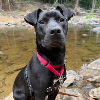 Louis -  Labrador Retriever and Mixed Breed Dog for Adoption in Durham, North Carolina - Louis | PetCurious