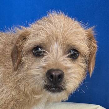 Mixed Breed Dogs Available for Adoption in Las Cruces, New Mexico - 105905 | PetCurious