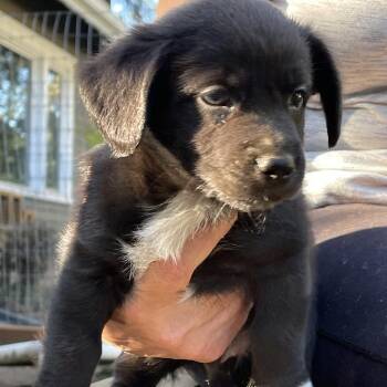 Rescue Spaniel Dogs for Adoption in Graham, Washington - MONARCH | PetCurious