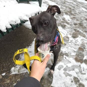 Marge -  Mixed Breed Dog for Adoption in Pittsburgh, Pennsylvania - Marge | PetCurious