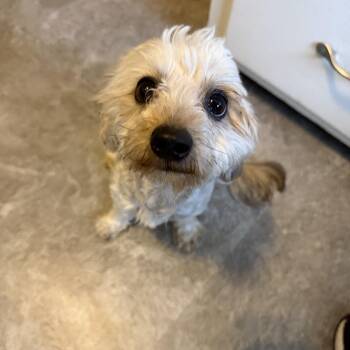 Miniature Poodle and Dachshund Dogs Available for Adoption in Riverdale, Iowa -  Champ | PetCurious