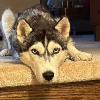 Zena -  Husky Dog for Adoption in Barrie, Ontario - Zena | PetCurious