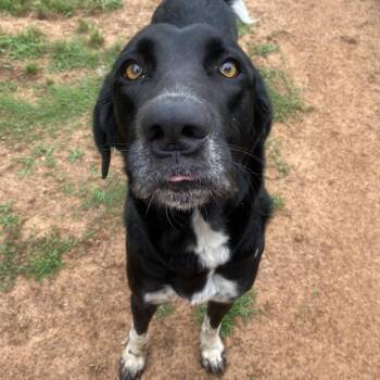 Luna -  Black Labrador Retriever and Great Pyrenees Dog for Adoption in Stillwater, Oklahoma - Luna | PetCurious
