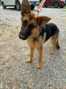Molly -  German Shepherd Dog Dog for Adoption in Palm Harbor, Florida - Molly | PetCurious
