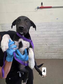LUUKE -  Pit Bull Terrier and Mixed Breed Dog for Adoption in San Bernardino, California - LUUKE | PetCurious