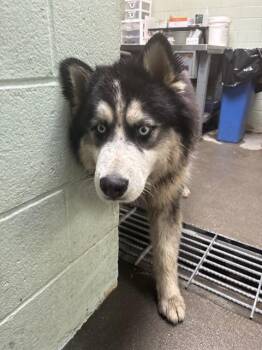 Alaskan Malamute Dogs Available for Adoption in Stockton, California - KODA | PetCurious