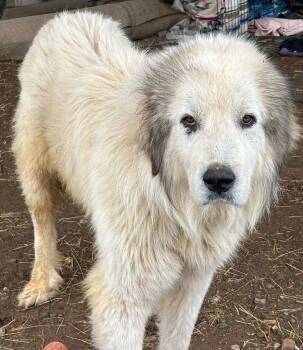 Great Pyrenees Dogs Available for Adoption in Larkspur, Colorado - Arthur | PetCurious