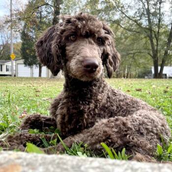 Rescue Poodle Dogs for Adoption in Helena, Alabama - Cocoa | PetCurious