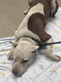 POPTART -  Pit Bull Terrier and Mixed Breed Dog for Adoption in Las Vegas, Nevada - POPTART | PetCurious