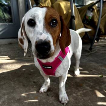 Beagle and Dachshund Dogs Available for Adoption in Austin, Texas - Poppy | PetCurious