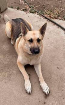 Sassy -  Pumi Dog for Adoption in Santa Clarita, California - Sassy | PetCurious