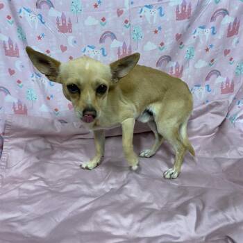 A613723 -  Chihuahua Dog for Adoption in Modesto, California - A613723 | PetCurious