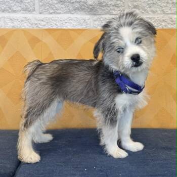 Husky Dogs Available for Adoption in Bethel, Connecticut - Shayla | PetCurious