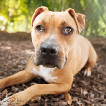 Sophia -  Mixed Breed Dog for Adoption in Largo, Florida - Sophia | PetCurious