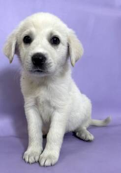 Rescue Labrador Retriever and Great Pyrenees Dogs for Adoption in Morton Grove, Illinois - Jaina | PetCurious