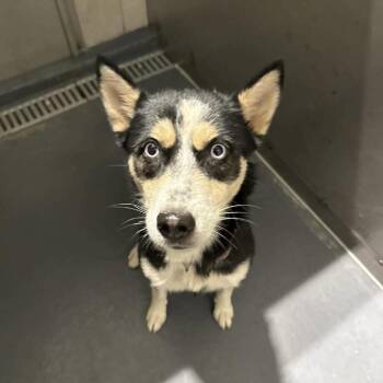 Lumi -  Husky Dog for Adoption in Austin, Texas - Lumi | PetCurious