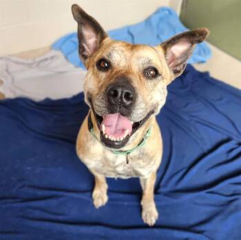 Pit Bull Terrier and Mixed Breed Dogs Available for Adoption in Minneapolis, Minnesota - MOMMA | PetCurious