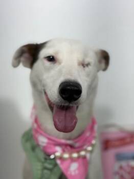 Glenda-One of our Amazing Rescue Dogs -  Whippet and Carolina Dog Dog for Adoption in Carlsbad, California - Glenda-One Of Our Amazing Rescue Dogs | PetCurious