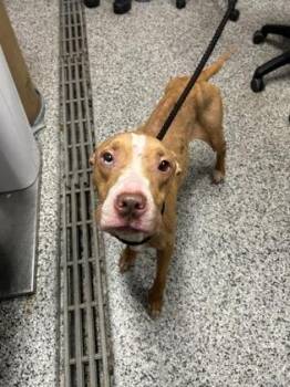 Michelle -  Mixed Breed Dog for Adoption in West Chester, Pennsylvania - Michelle | PetCurious