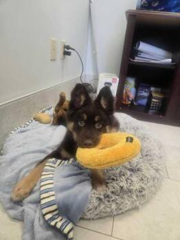 Husky Dogs Available for Adoption in Elmwood, Louisiana - Ezra | PetCurious