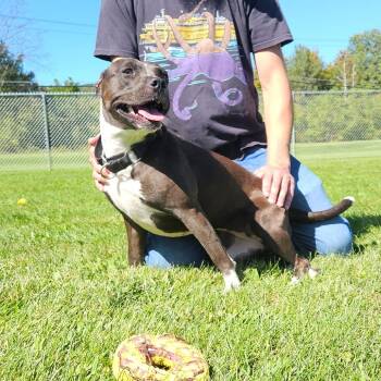 Tally -  Chocolate Labrador Retriever Dog for Adoption in Oneonta, New York - Tally | PetCurious