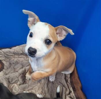 Mixed Breed Dogs Available for Adoption - LEMONADE | PetCurious