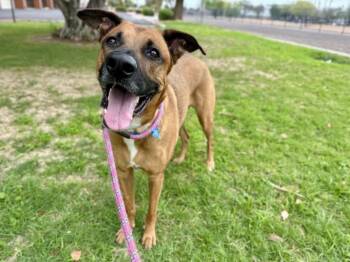 German Shepherd Dog and Mastiff Dogs Available for Adoption in Phoenix, Arizona - Lucy  | PetCurious