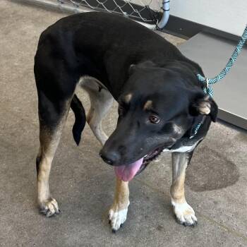 Tip -  Mixed Breed Dog for Adoption in Las Cruces, New Mexico - Tip | PetCurious