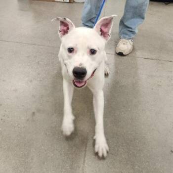 Brick Navarre -  Pit Bull Terrier Dog for Adoption in Las Vegas, Nevada - Brick Navarre | PetCurious