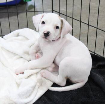 Raine -  Mixed Breed Dog for Adoption in Plain City, Ohio - Raine | PetCurious